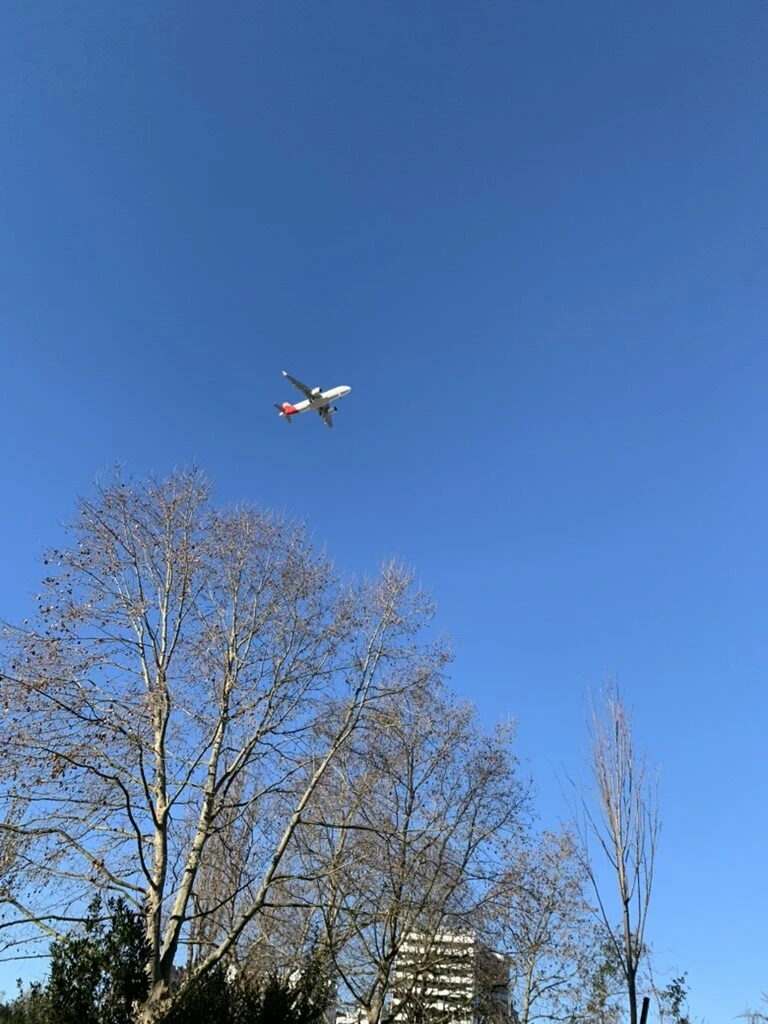 冬の木の上を通過する着陸前の旅客機