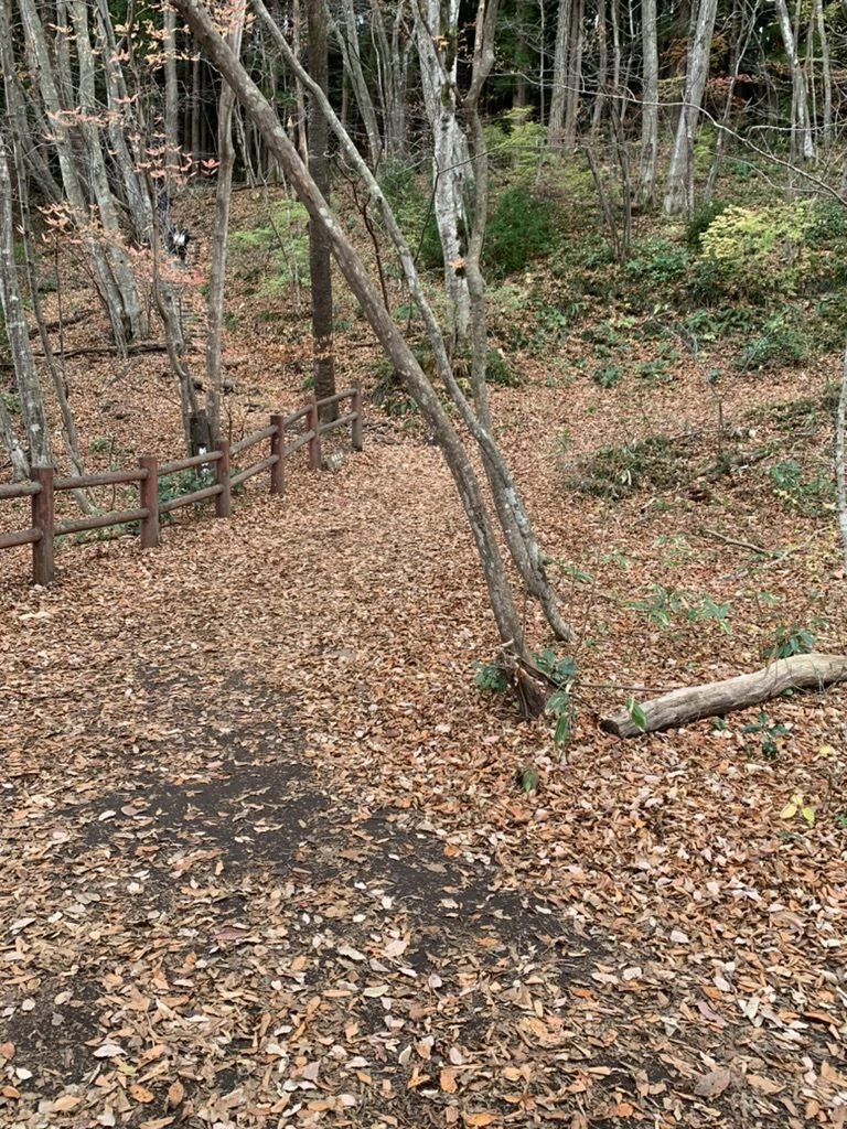 秋保大滝の自然歩道。落ち葉が積もった歩道と木の柵