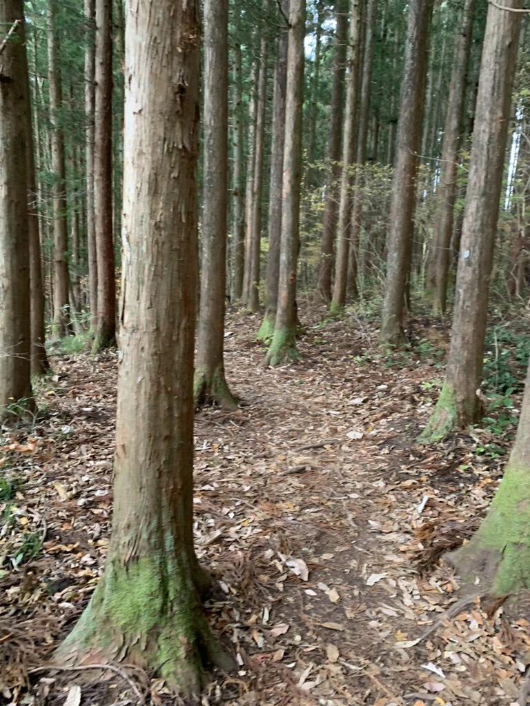 秋保大滝のふるさと自然歩道、杉林の中を通る細い山道