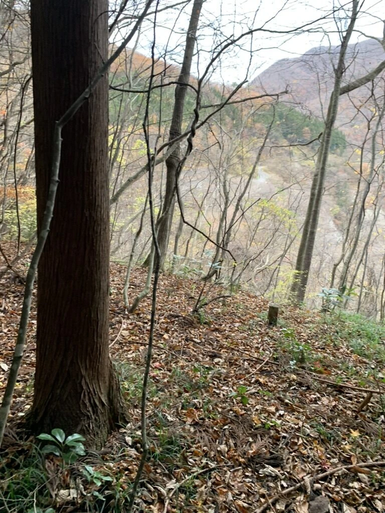 秋保大滝の自然歩道から見た斜面の杉の木と、木々の向こうの谷