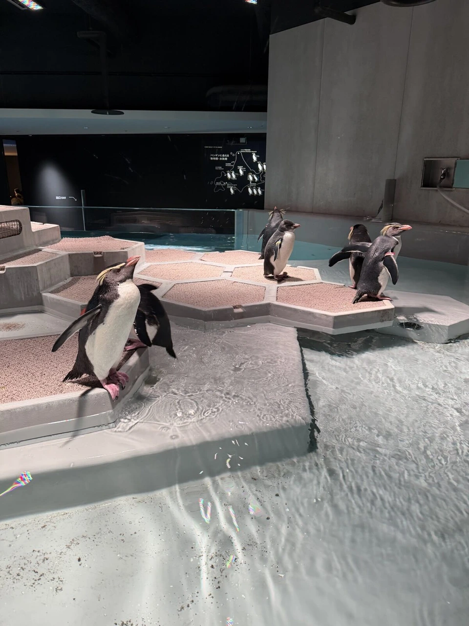 AOAO SAPPOROのペンギン展示場で、黄色い飾り羽のペンギンが歩いている