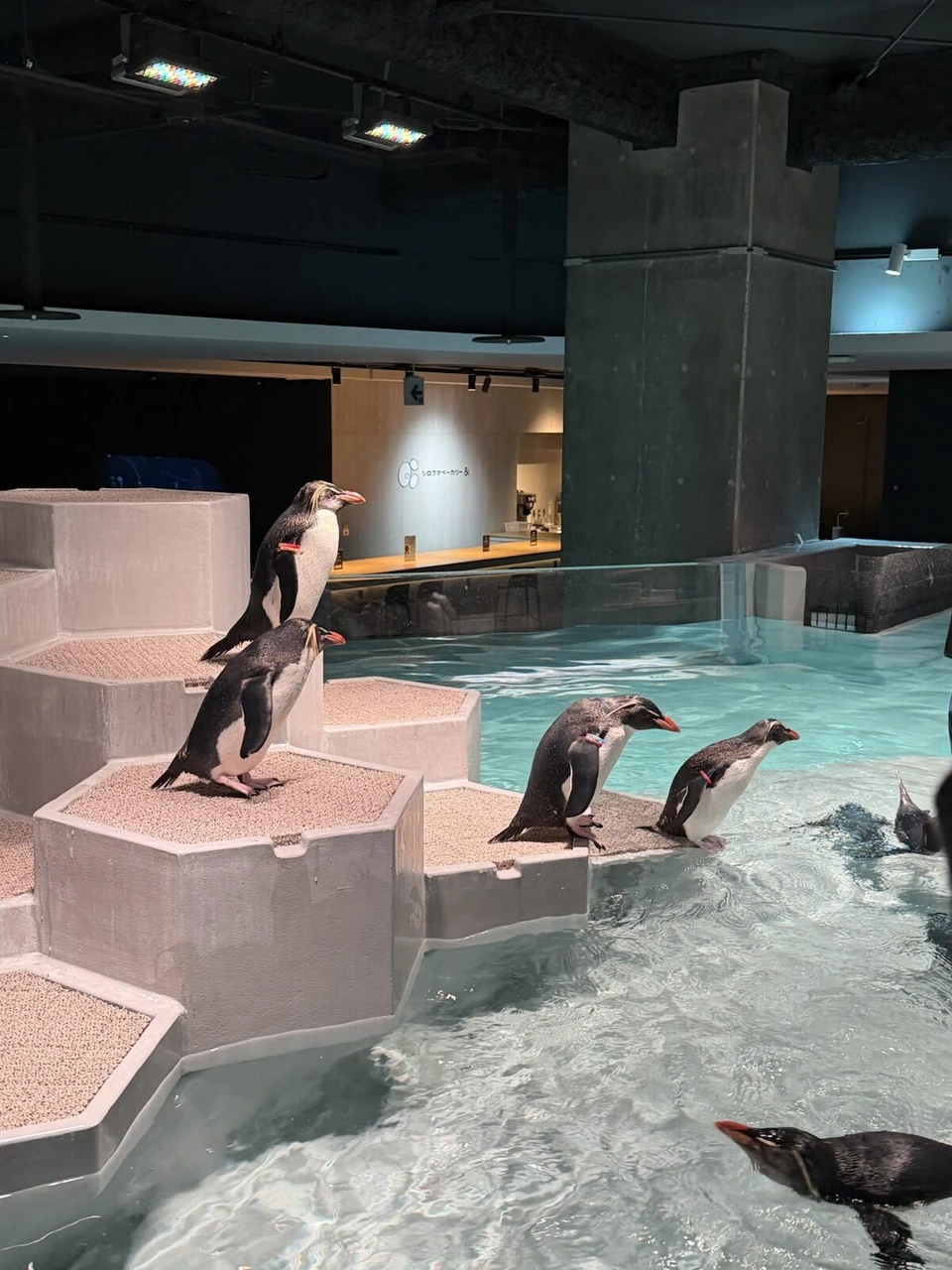 AOAO SAPPOROの展示場の段差に並ぶキタイワトビペンギンと、プールを泳ぐ1羽