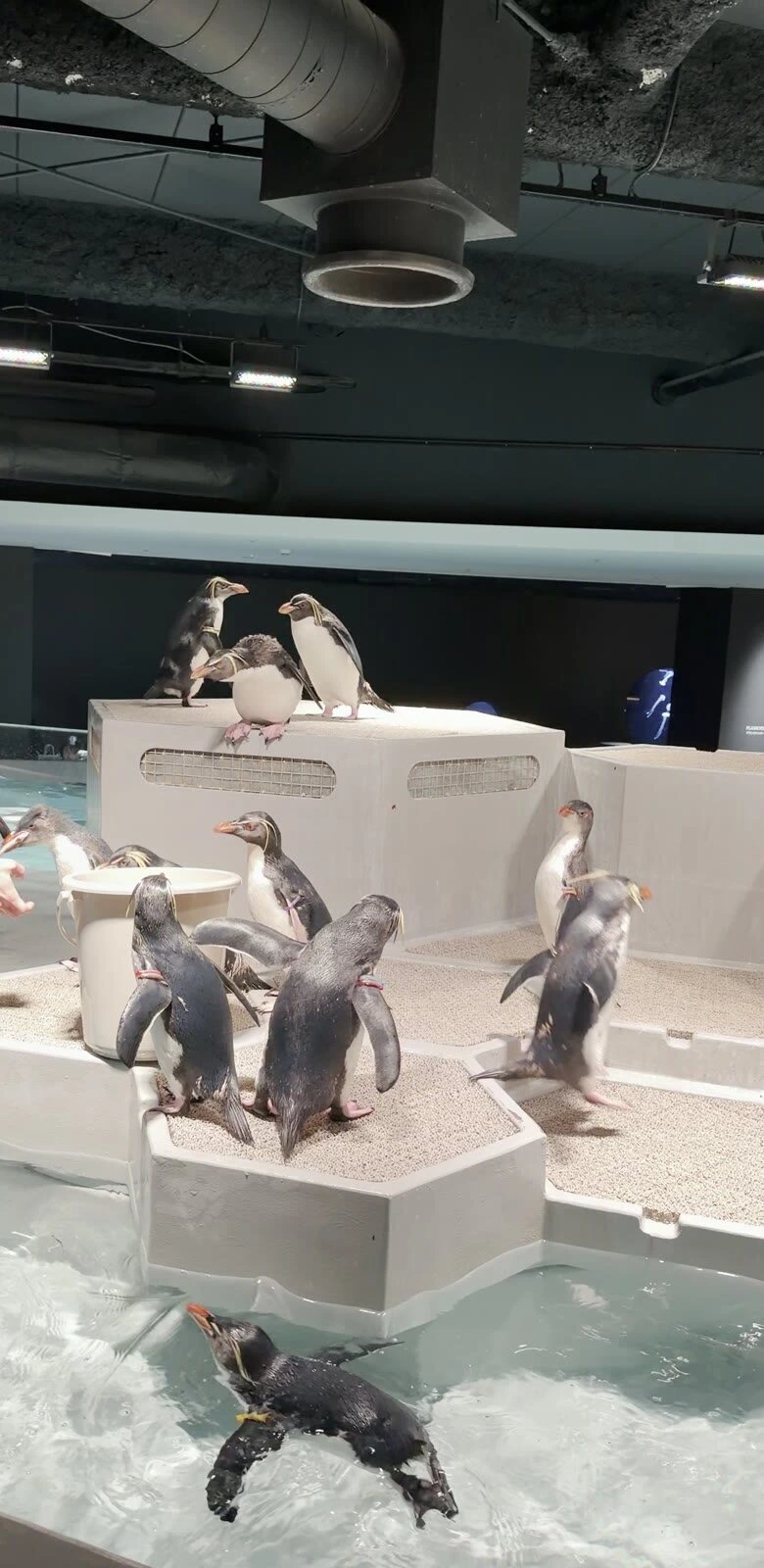 AOAO SAPPOROのエサやりの時間。白いバケツのまわりに集まるキタイワトビペンギンと、プールを泳ぐ1羽