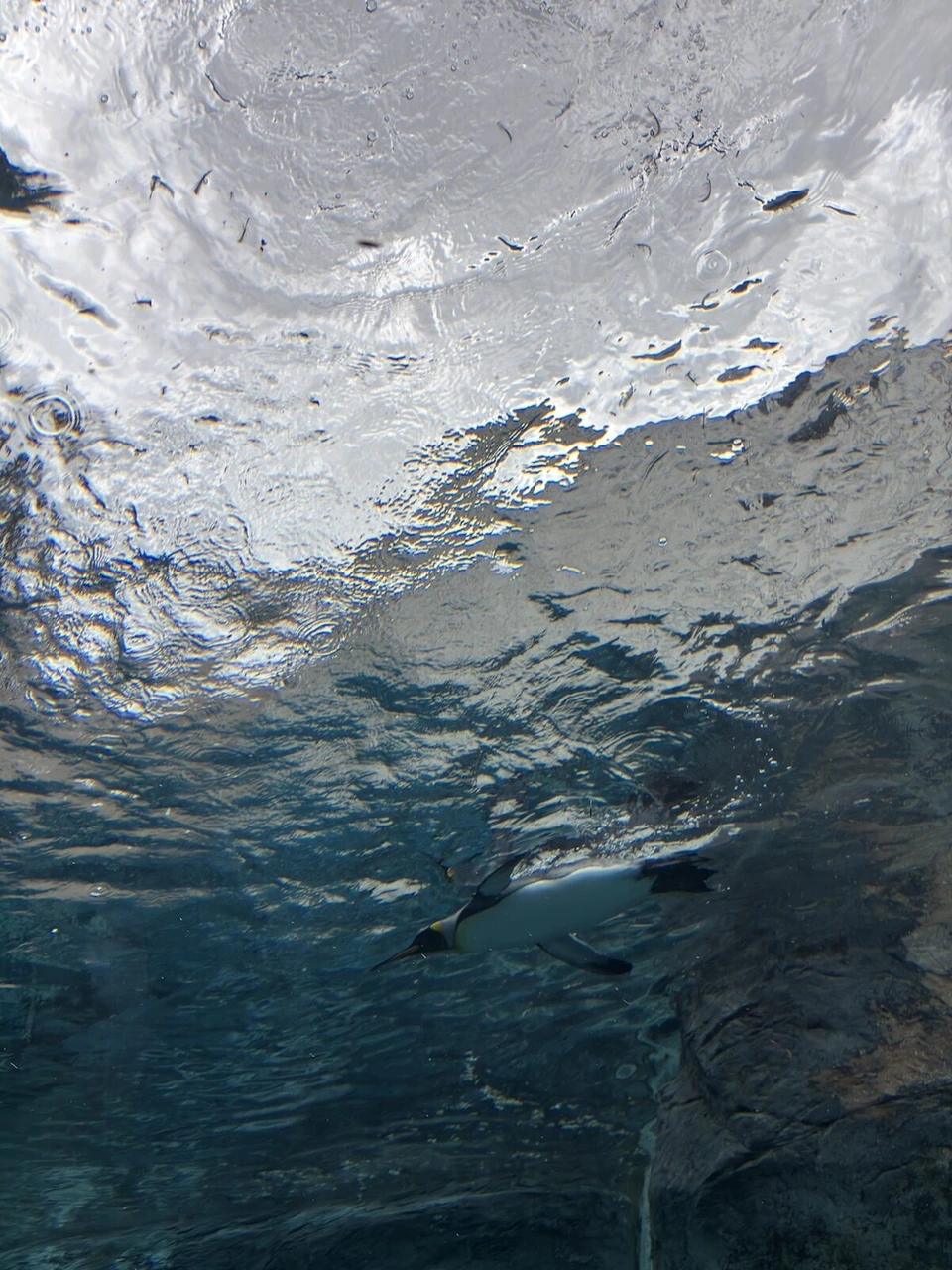 旭山動物園ぺんぎん館の水中トンネルから見上げた水面と、お腹を見せて泳ぐペンギン