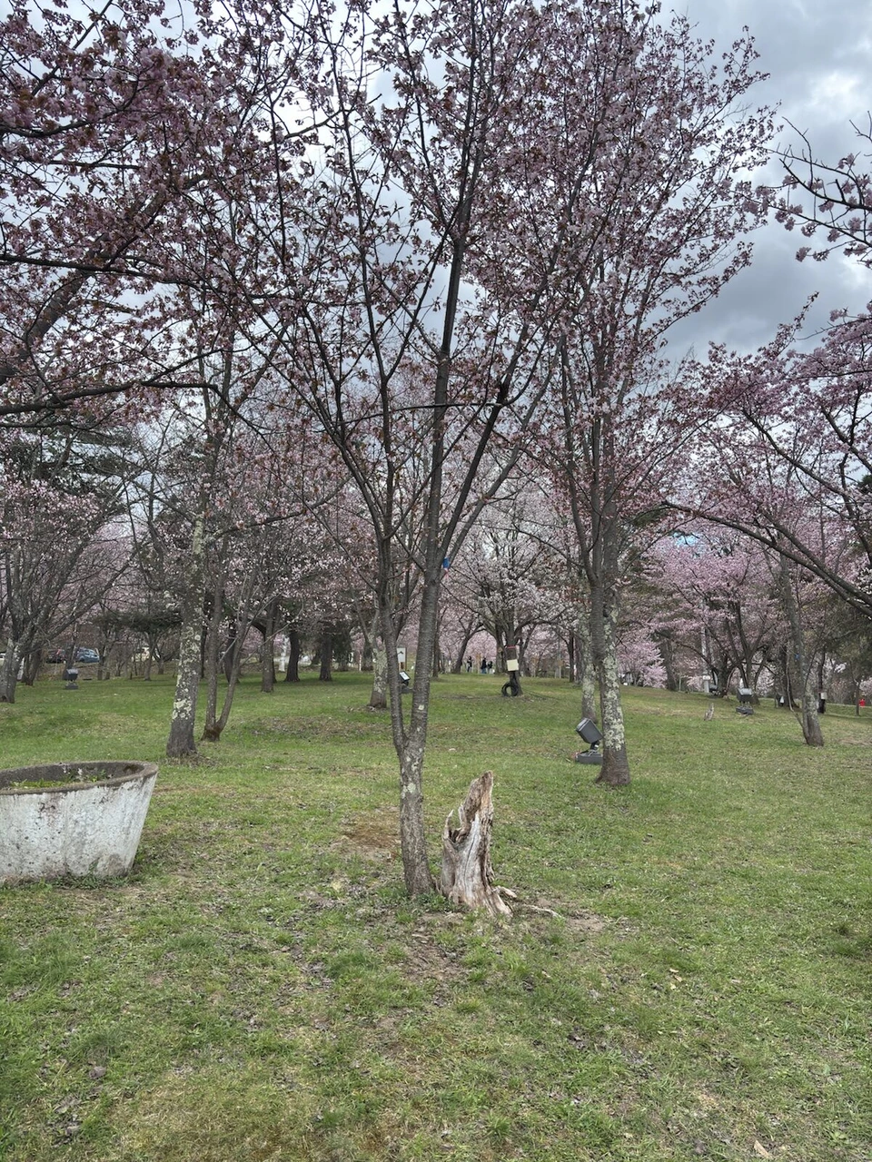 旭山動物園の隣の旭山公園の芝生に並ぶ桜の木。ピンクの花が咲いていて空は曇り