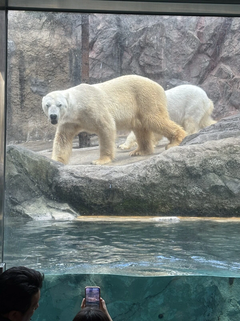 旭山動物園ほっきょくぐま館でガラス越しに見た、岩の上を歩くホッキョクグマ2頭