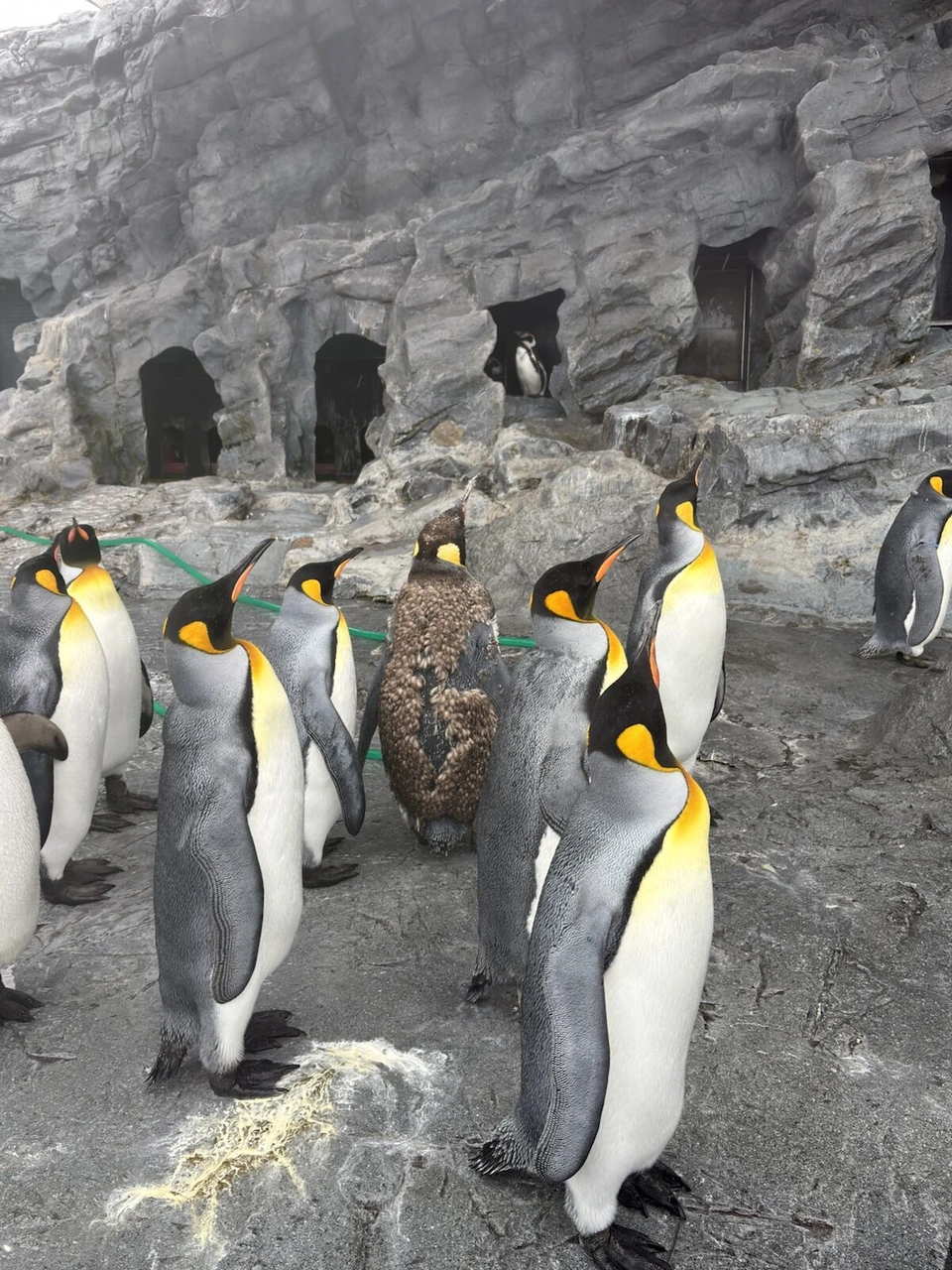 旭山動物園ぺんぎん館の岩場に立つキングペンギンの群れと、茶色い羽毛のひな