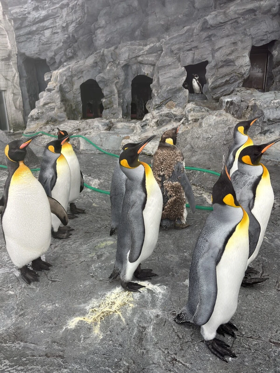 旭山動物園ぺんぎん館の岩場に並ぶキングペンギン。真ん中に茶色い羽毛のひなが2羽
