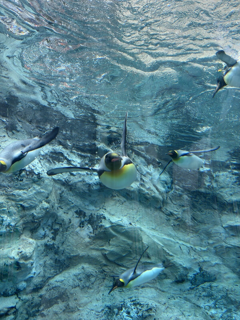 旭山動物園ぺんぎん館の水中トンネルの上を飛ぶように泳ぐキングペンギン3羽