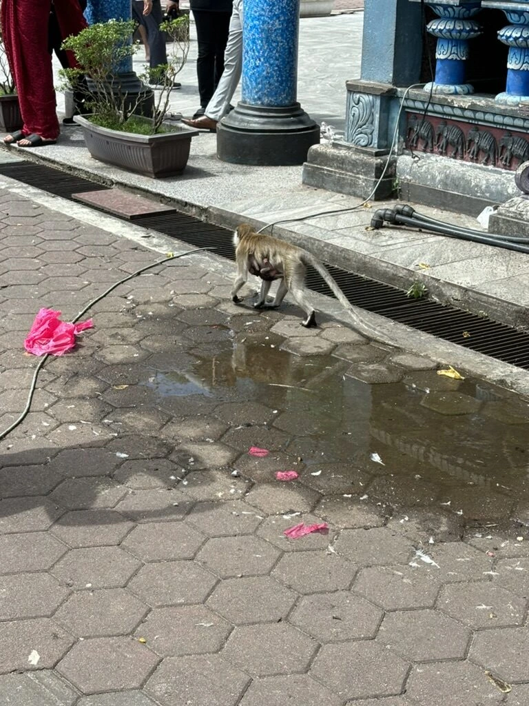 寺院の前の石畳で水たまりの近くを歩くサル
