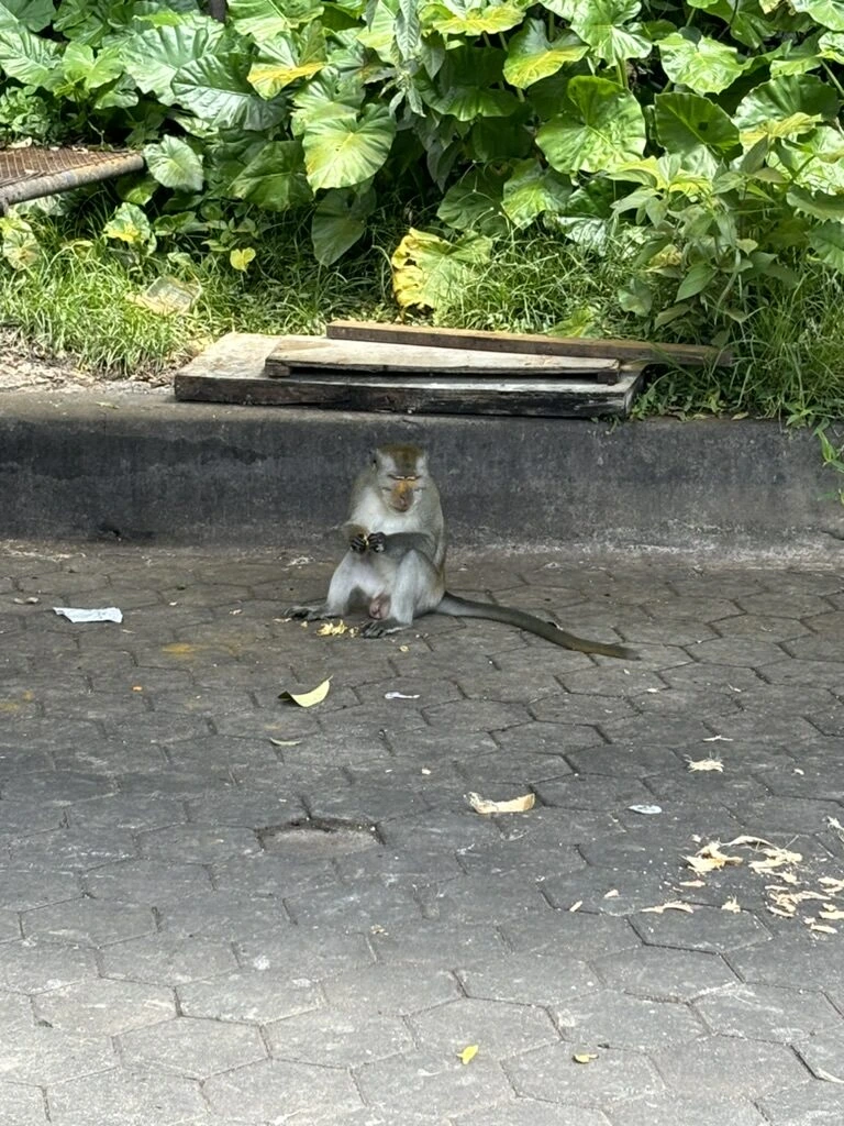 バトゥ洞窟前の広場の石畳に座っているサル