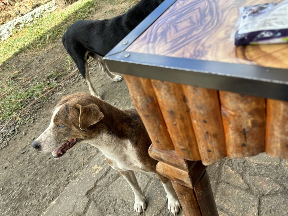 木のテーブルの横から顔を出す2匹の犬