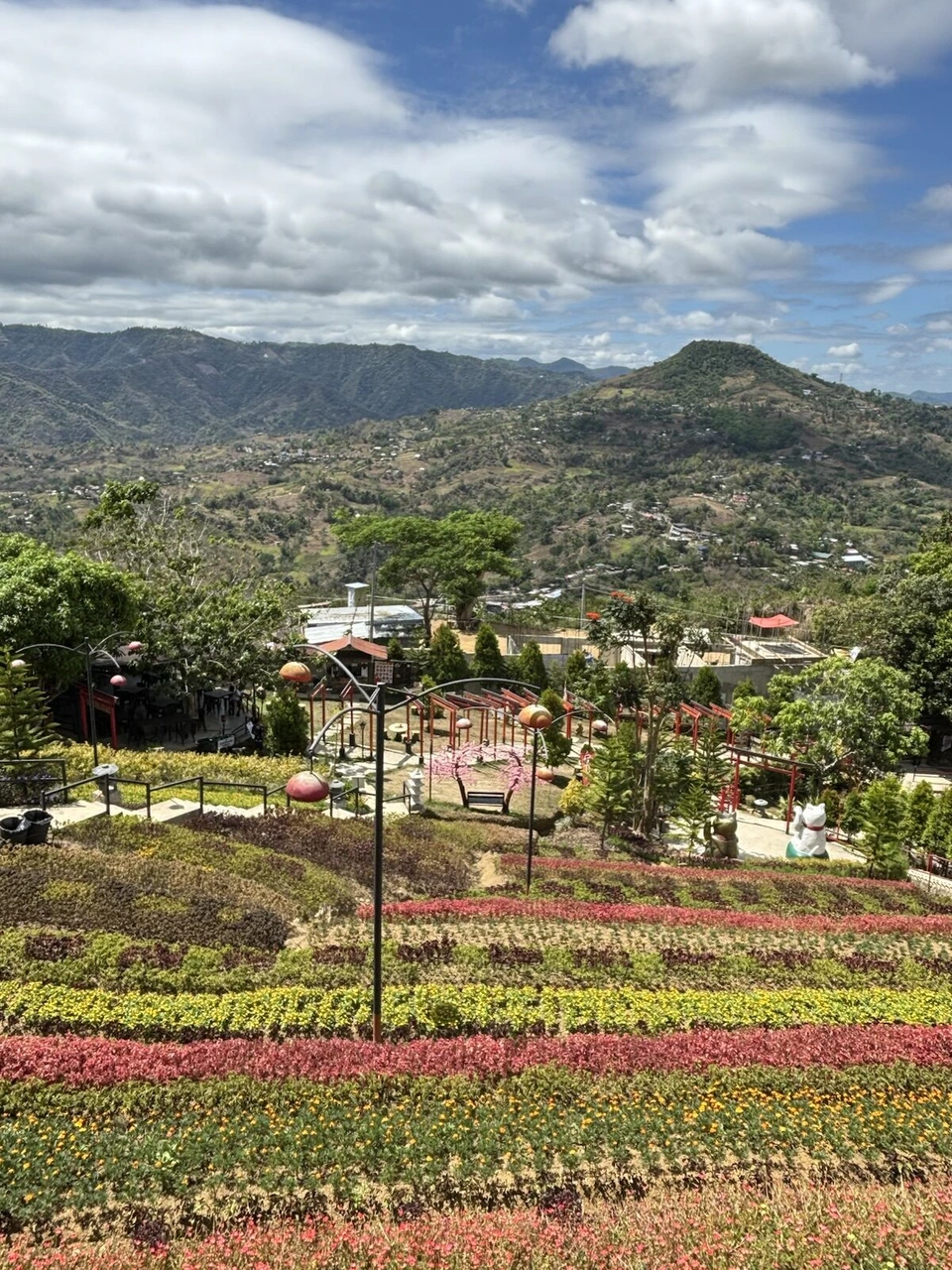 段々になった色とりどりの花畑と、奥の山