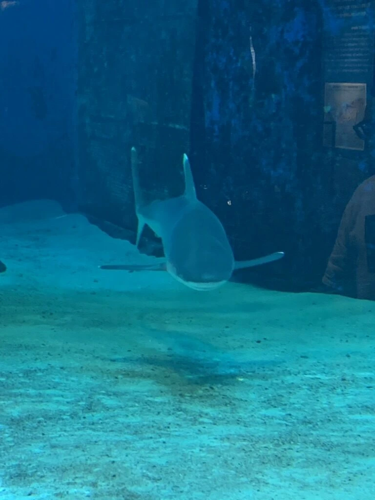 美ら海水族館のサメの水槽で、浅い砂底をこちらに向かって泳ぐサメ