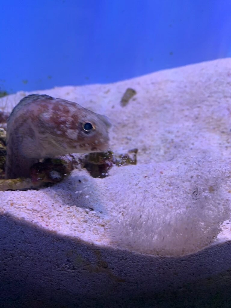 砂の上から顔を出す小さな魚