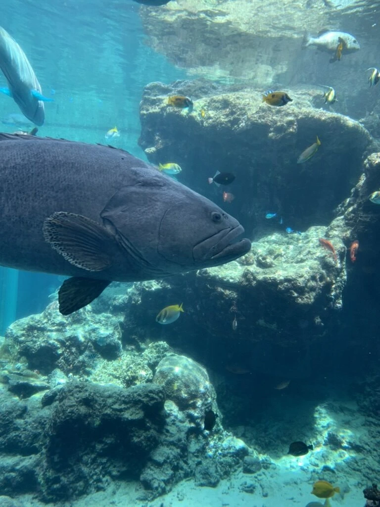 岩の陰を泳ぐ大きなハタと小魚