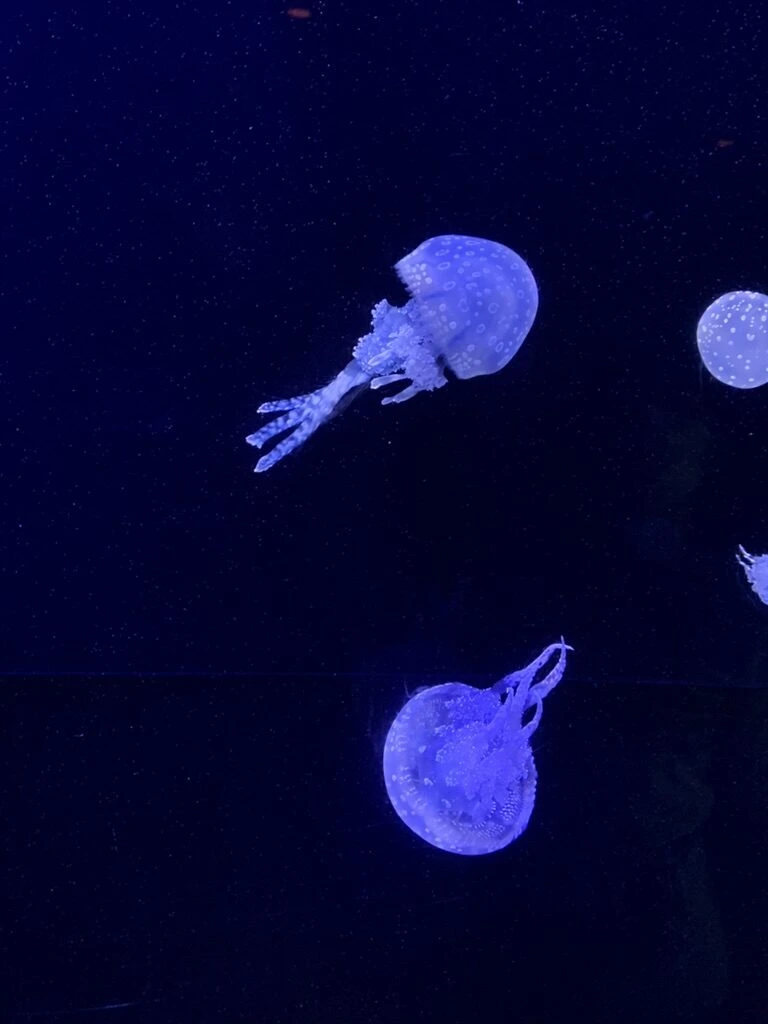 美ら海水族館の個水槽に浮かぶ白い斑点のあるクラゲ