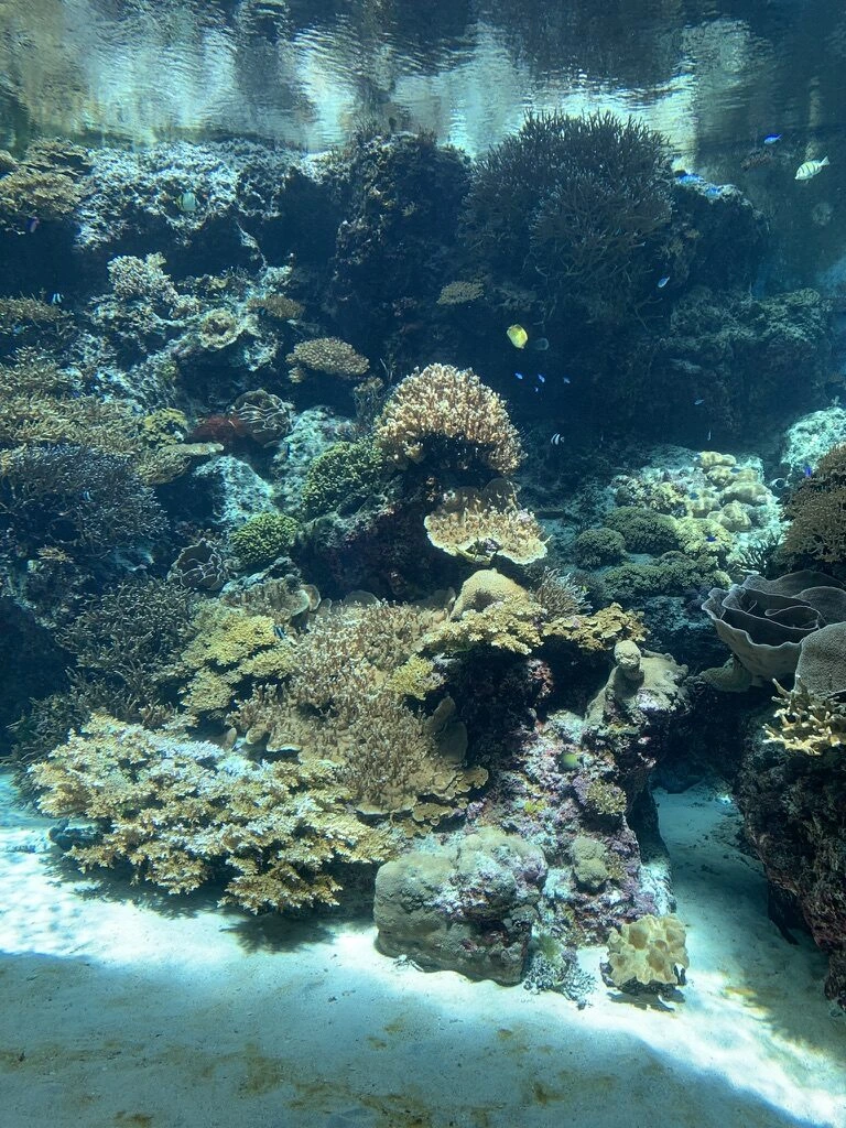 沖縄美ら海水族館「サンゴの海」の水槽。自然光の下に広がるサンゴと小さな魚