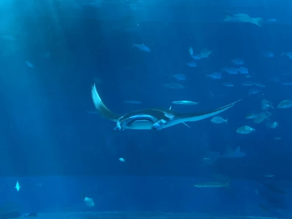 黒潮の海の青い大水槽の中を泳ぐマンタと小魚の群れ