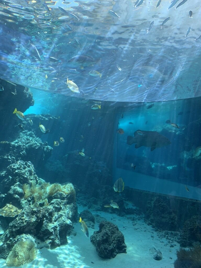 水面の光が揺れる熱帯魚の水槽と岩