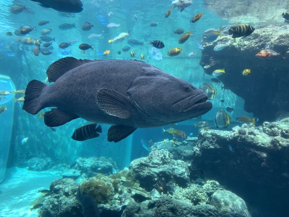 美ら海水族館「熱帯魚の海」で熱帯魚の群れの中を泳ぐ大きなハタの仲間