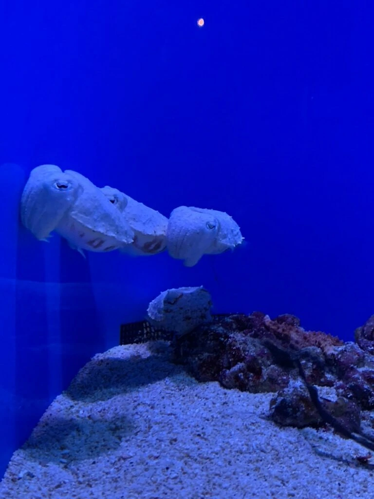 青い水槽に浮かぶ白っぽいイカの仲間