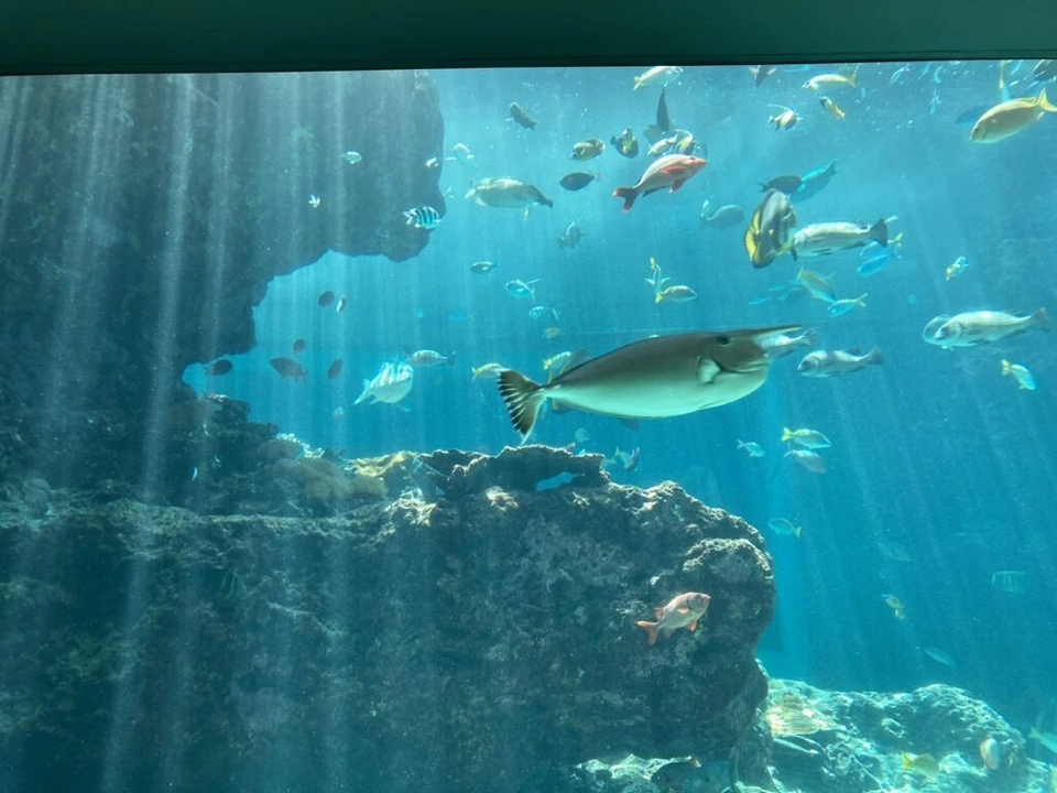 光の筋が入る水槽を泳ぐテングハギの仲間とカラフルな魚