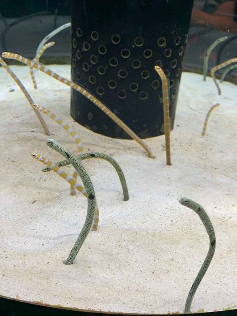 美ら海水族館の個水槽で白い砂から体を出すチンアナゴとニシキアナゴ