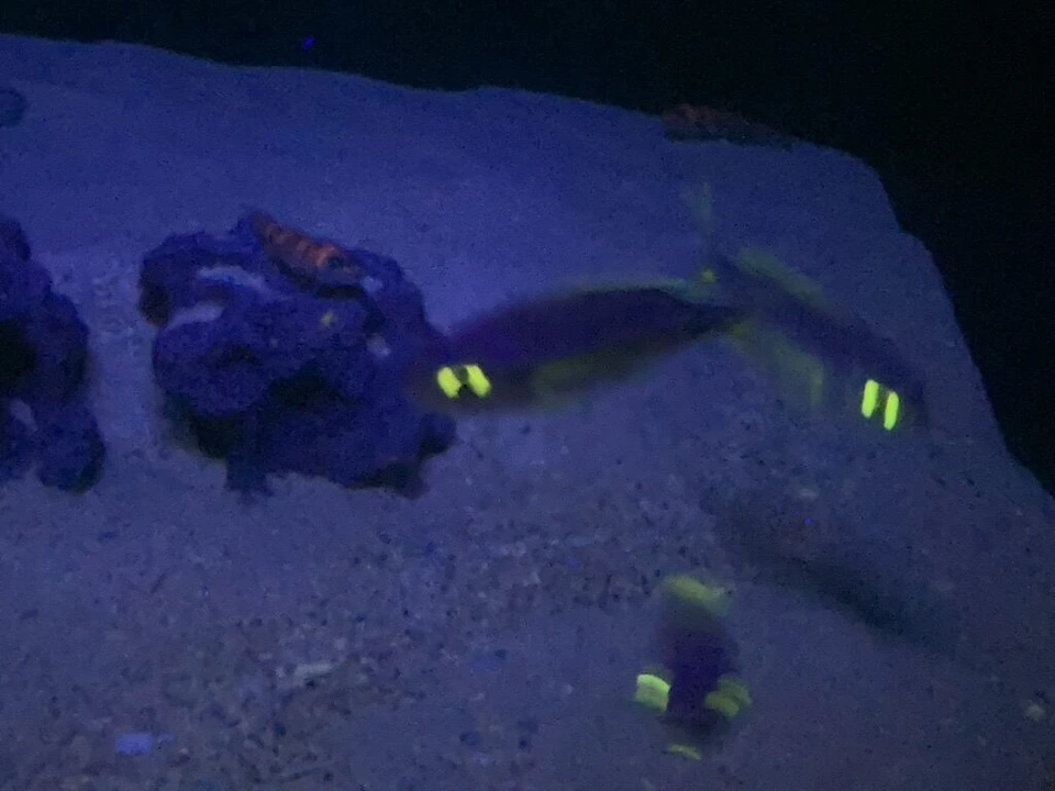 暗い水槽で体の一部が光る魚