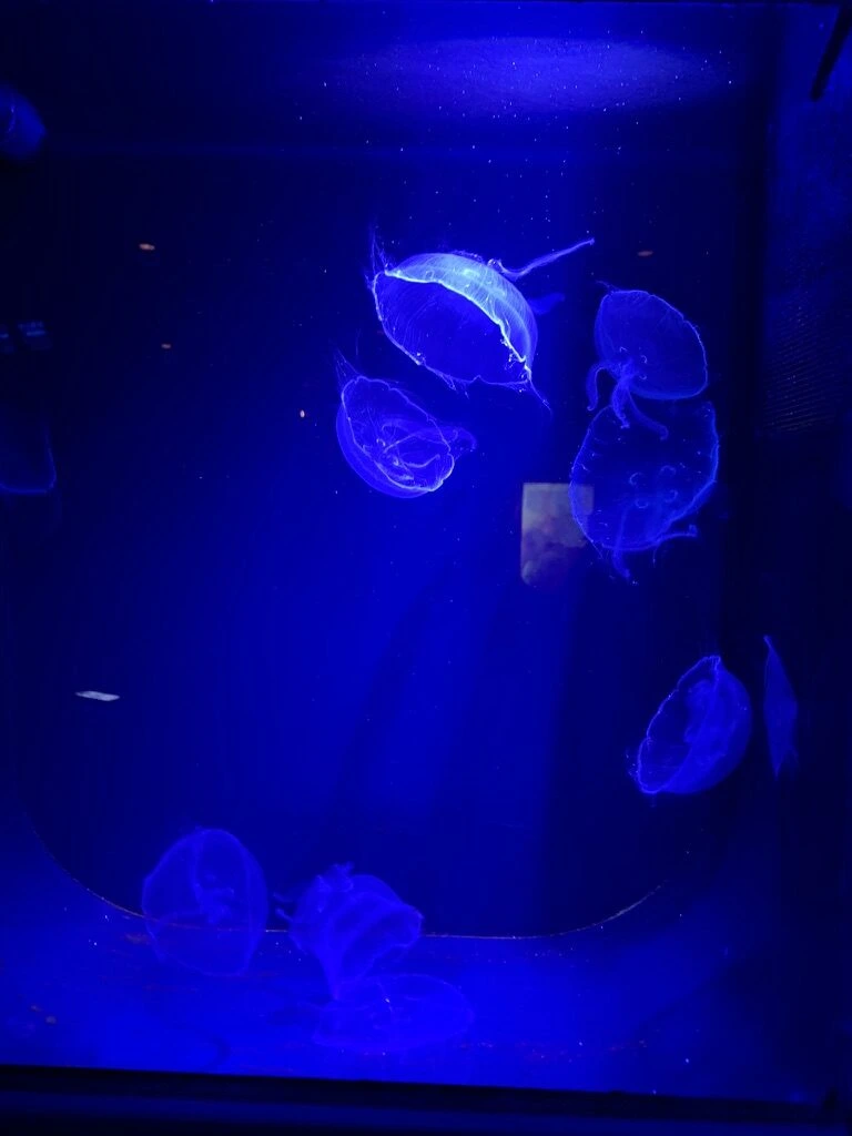 円柱形の水槽に浮かぶミズクラゲ