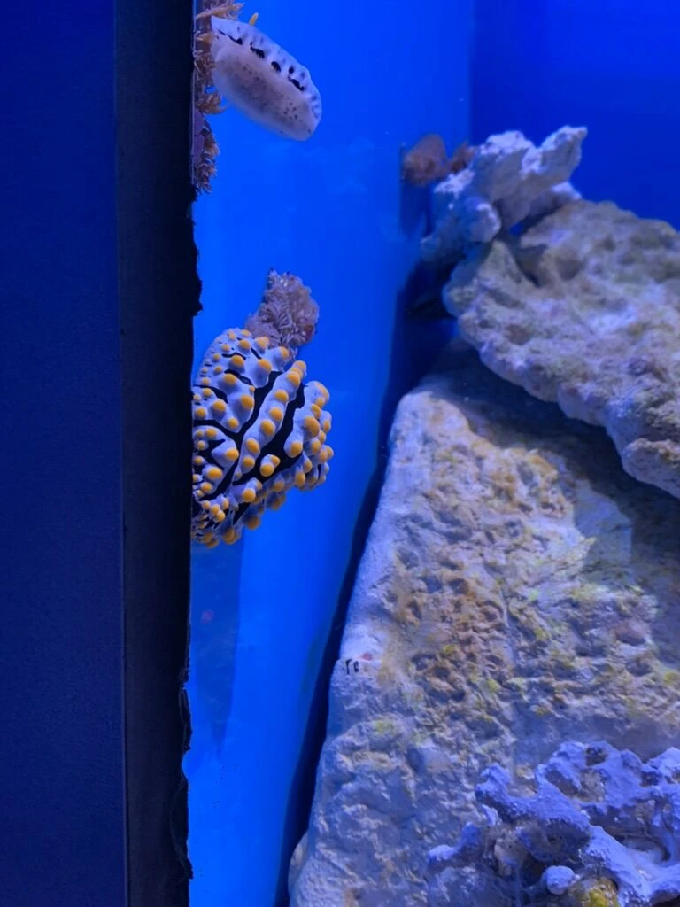 青い照明の水槽のガラス際にいる、オレンジと白の模様の小さな生き物