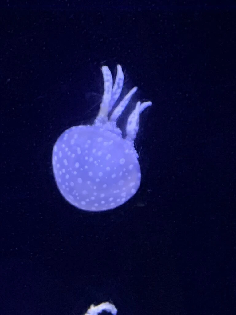 青白く光る水玉模様のクラゲのアップ