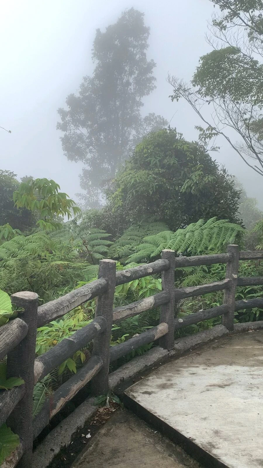 チンスイ洞窟寺院のまわりの霧の中のシダの茂みと、丸太風の柵がついた小道