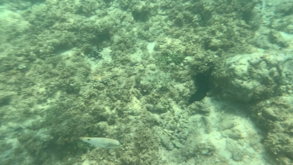 グアムの海でシュノーケル中に見たサンゴ礁と小さな魚