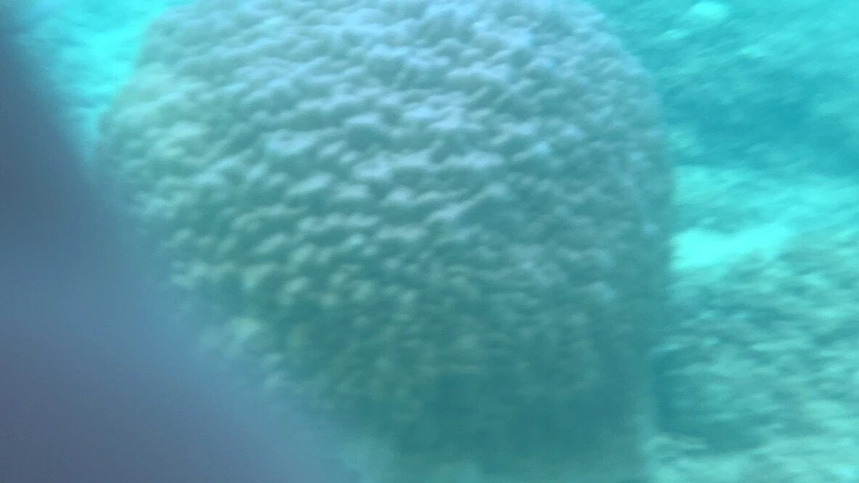 グアムの海でシュノーケル中に目の前に見えた丸い形のサンゴ