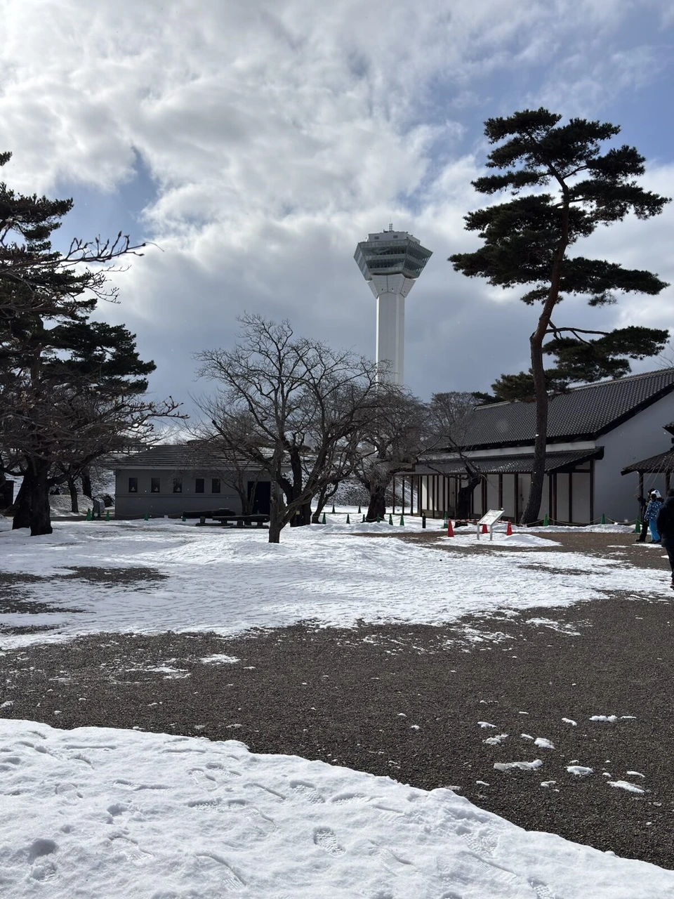 1月の函館。雪の残る五稜郭公園と松の木、奥に五稜郭タワー