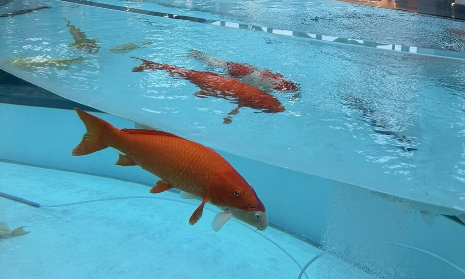 水色の水槽の中を泳ぐオレンジ色の大きな鯉と、紅白の鯉。上から水面ごしに見下ろしたところ