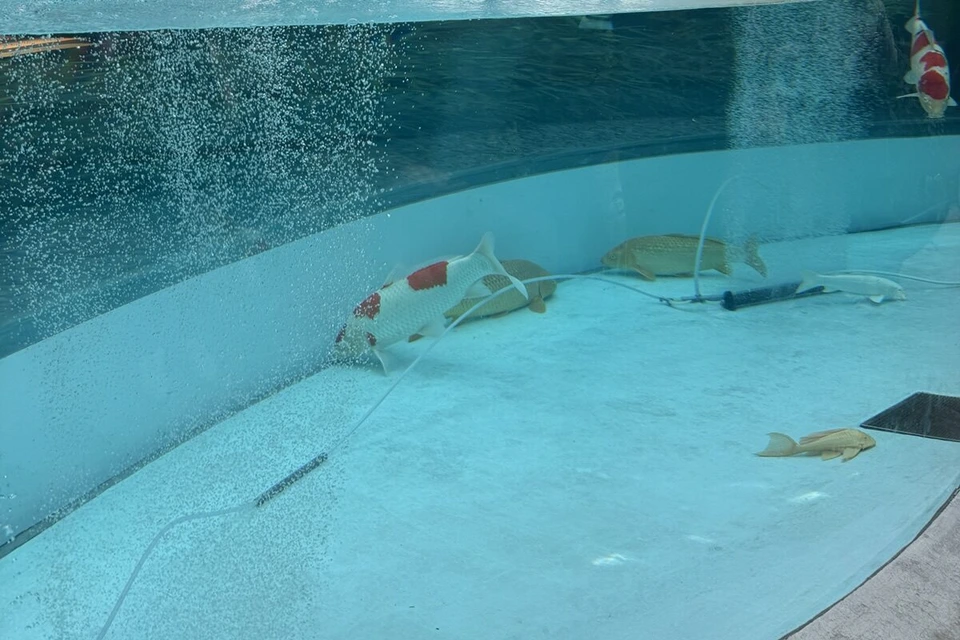 透明な水槽を横から見たところ。細かい泡が上がる水の中で、紅白の鯉と黄色っぽい鯉が底のほうを泳いでいる
