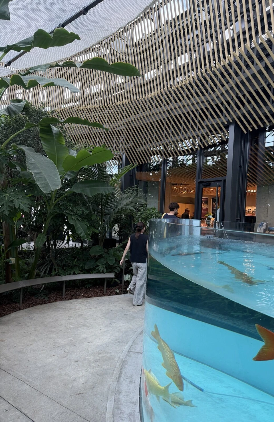 植物園「めぐりの森」の中。大きな葉の植物と竹の天井の下に、曲線を描く透明な水槽があり、中を鯉が泳いでいる。奥に歩く人の後ろ姿