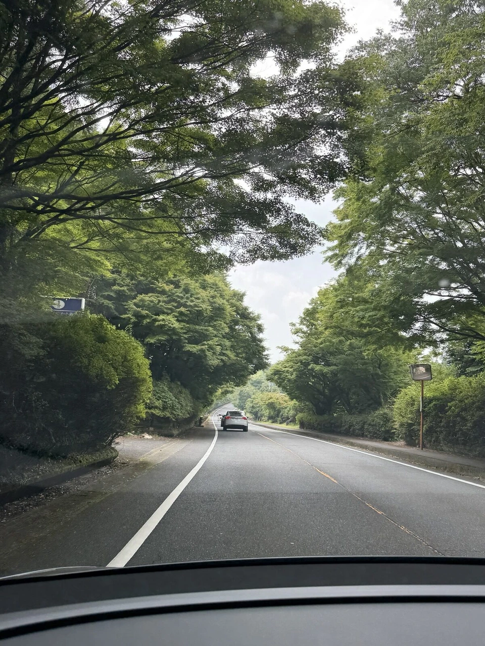霧島へ向かう道。両側から木の枝がかぶさる緑のトンネルのような2車線道路