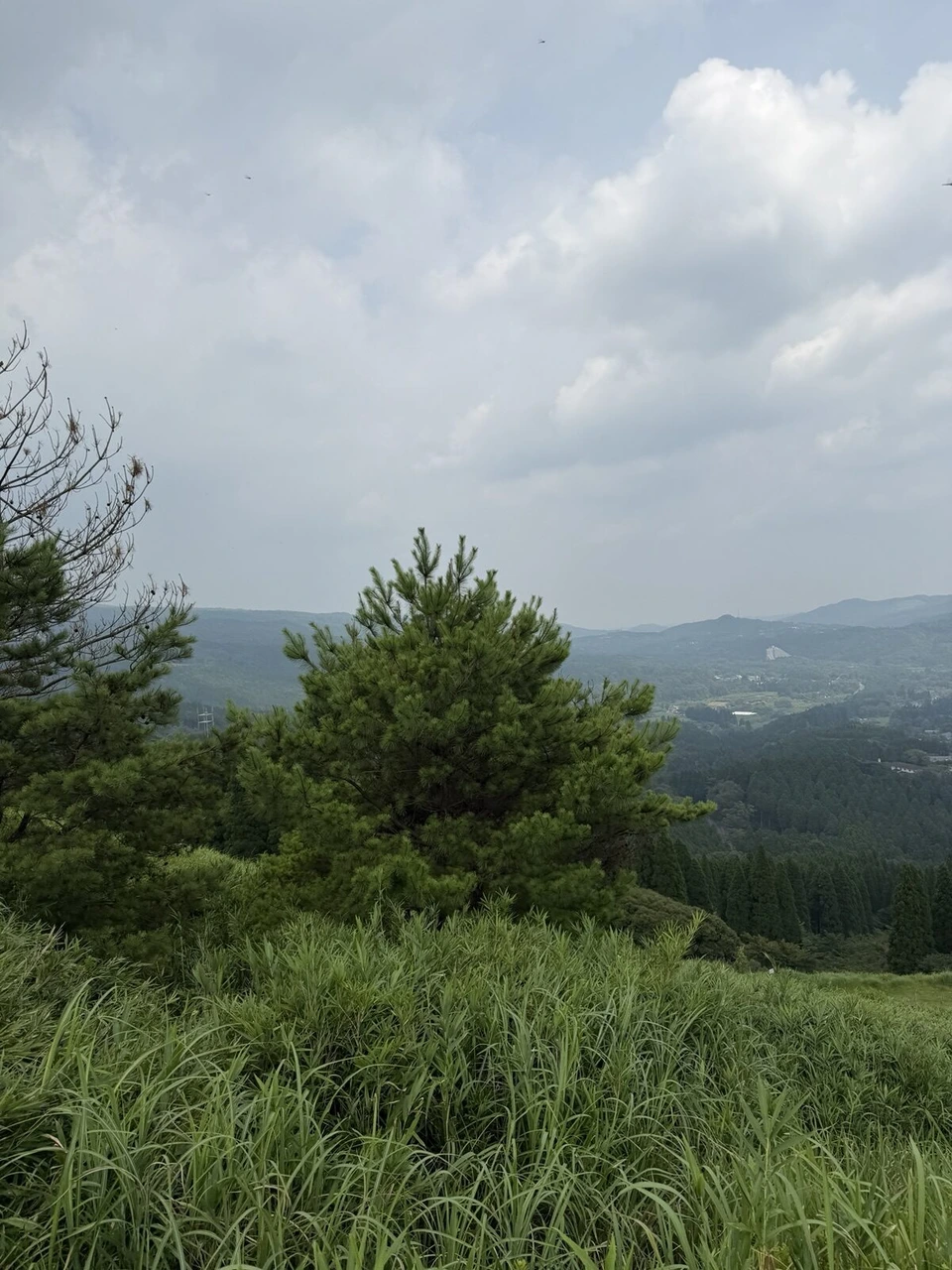 霧島神話の里公園の山頂の草地から見た眺め。松の木の奥に低い山が連なり、雲が広がる