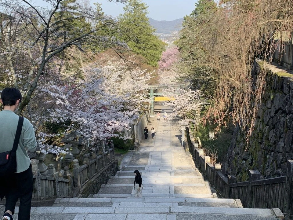金刀比羅宮の、両側に桜が咲く長い石段の参道を見下ろす。下に鳥居