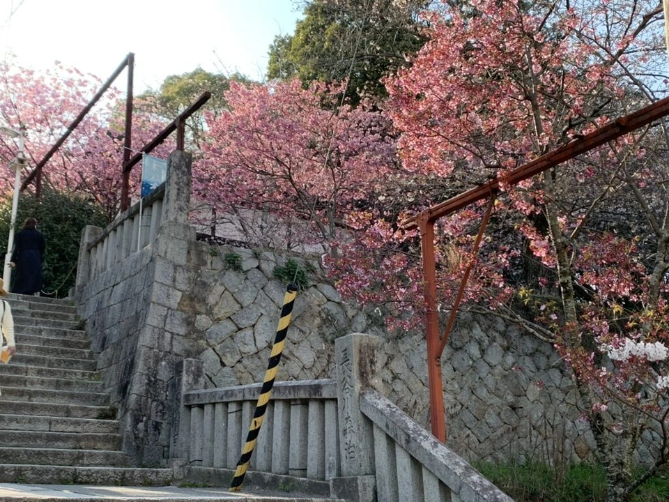 金刀比羅宮の石垣の横に続く石段と、満開のピンクの桜