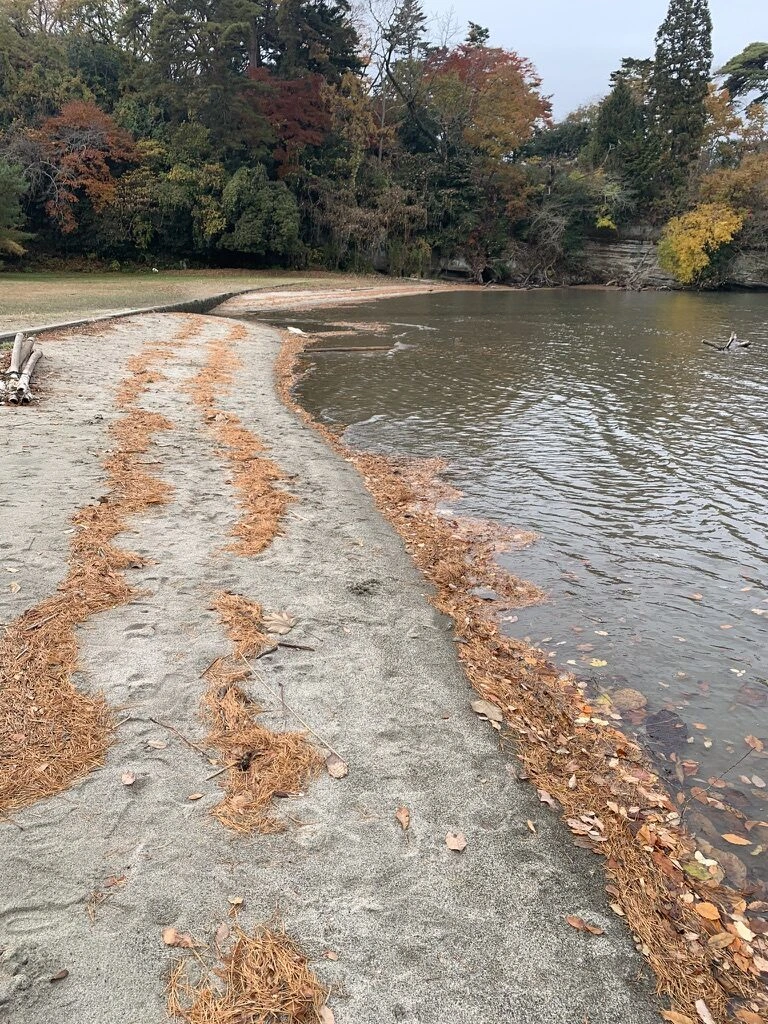 落ち葉が打ち寄せた福浦島の小さな砂浜