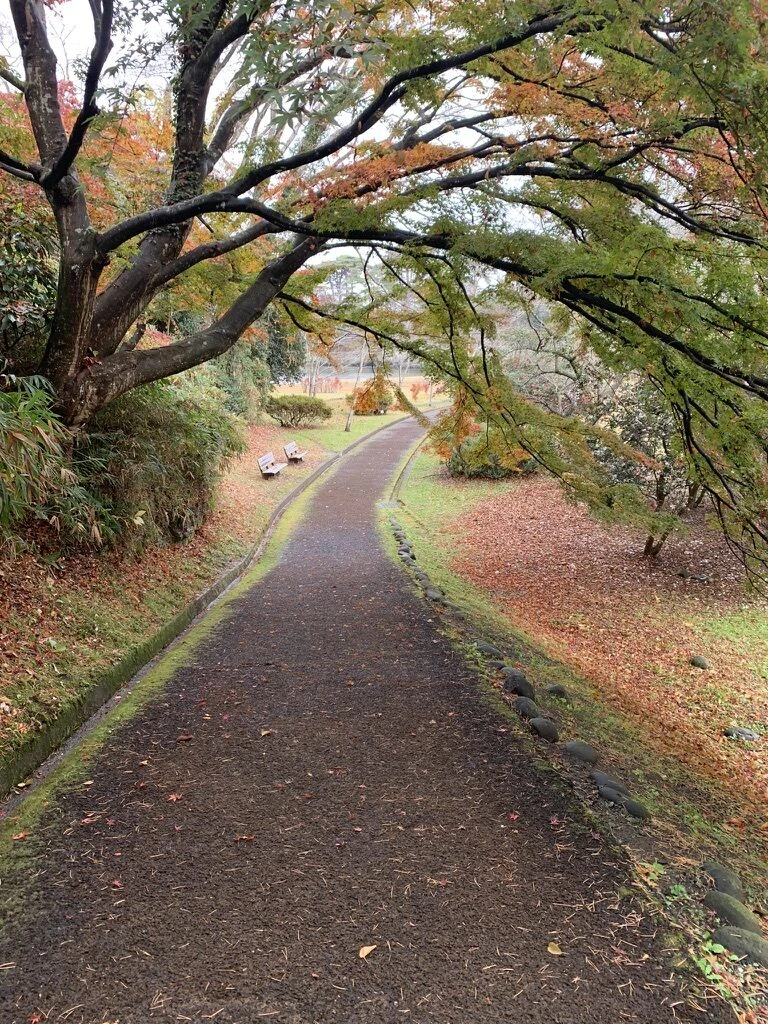 福浦島の大きな木の下を通る舗装された遊歩道
