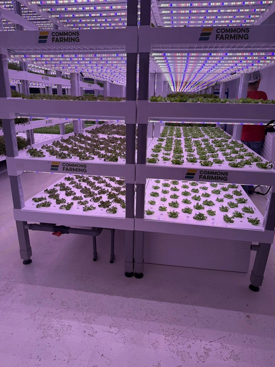 ジョージタウンの店の奥で、紫のLEDの下で葉物野菜を育てる棚。COMMONS FARMINGの表示