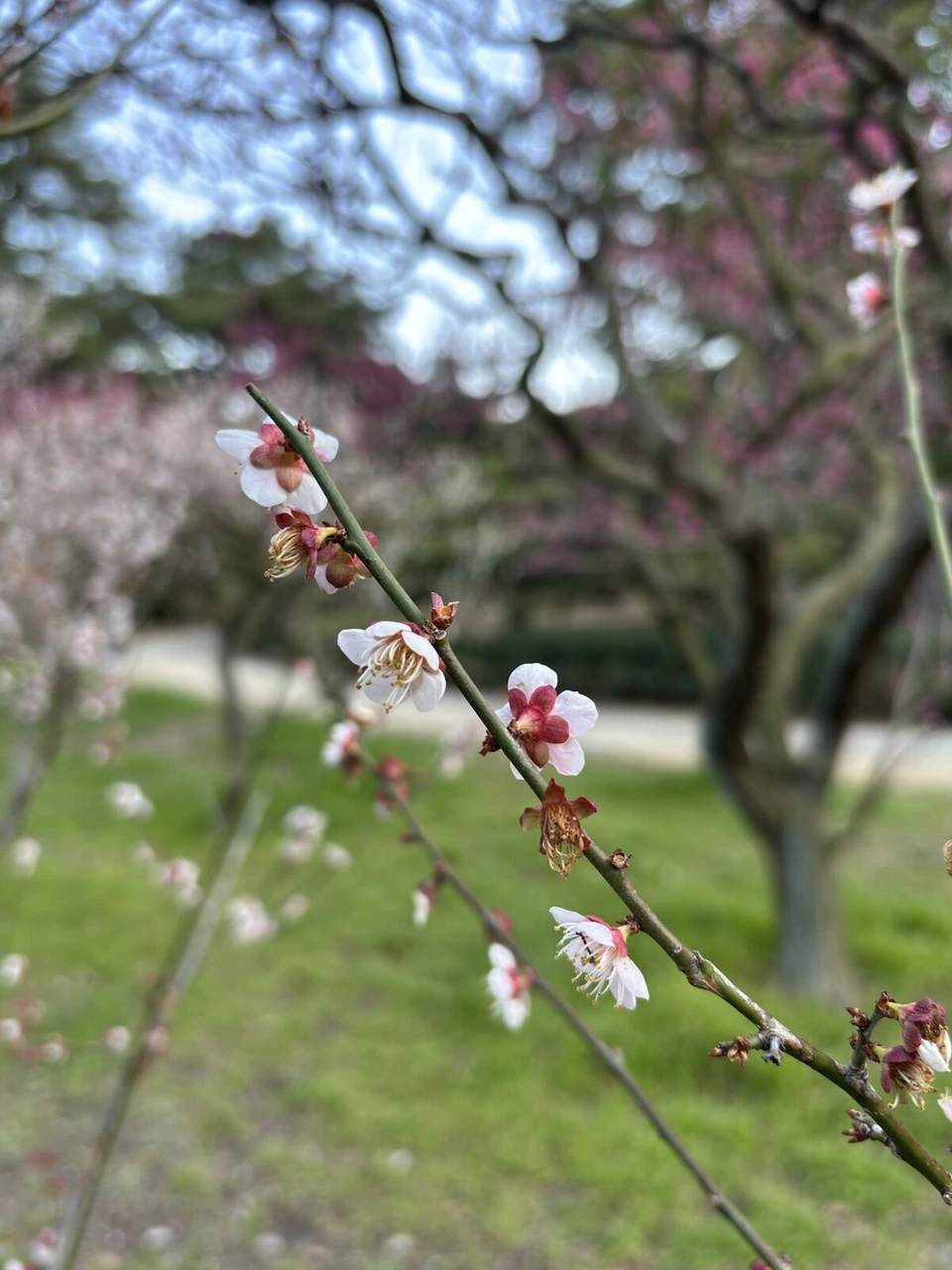 ピンクの花をたくさん付けた梅の木の枝と、下に広がる芝生