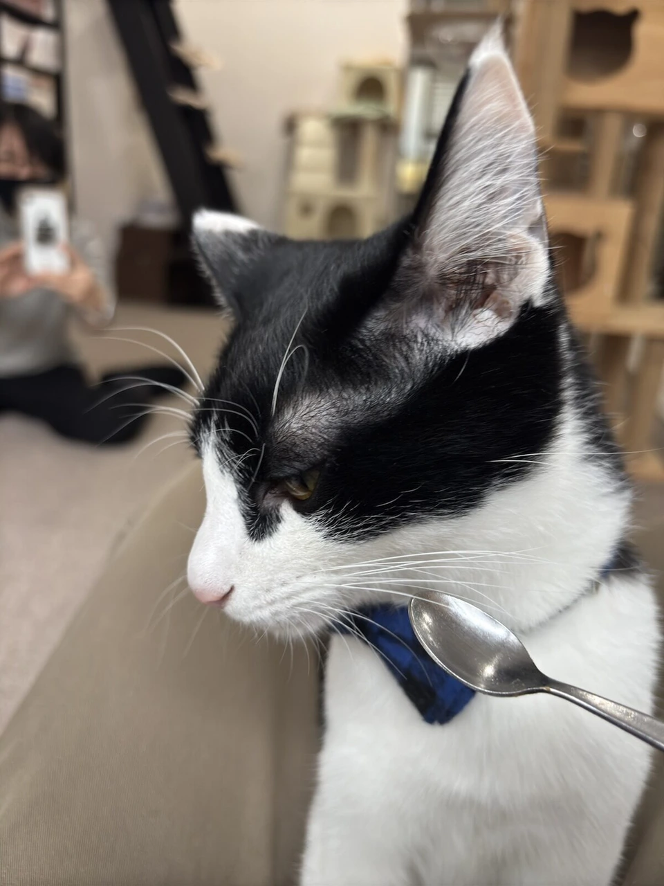 スプーンのおやつに顔を寄せる白黒の猫の横顔