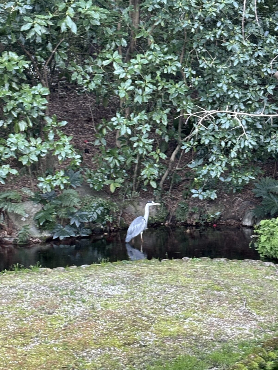 茂みの前の池に立つ白いサギと、手前の苔の生えた岸