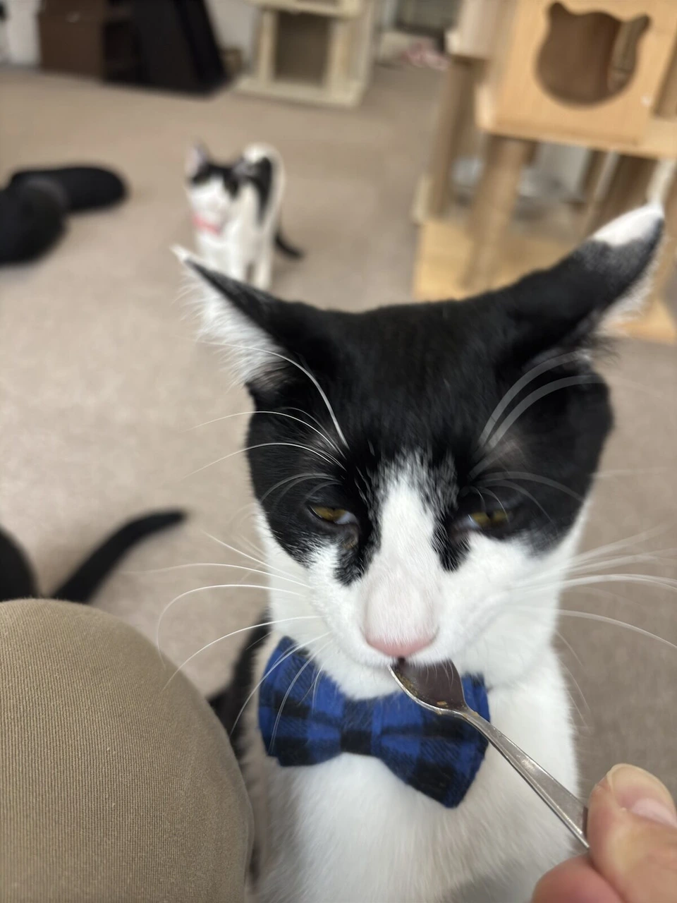 猫カフェで、スプーンに乗ったおやつをなめる白黒の猫。首に青い蝶ネクタイ